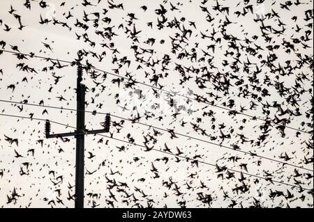 Herde von Starlings auf einem Draht Stockfoto