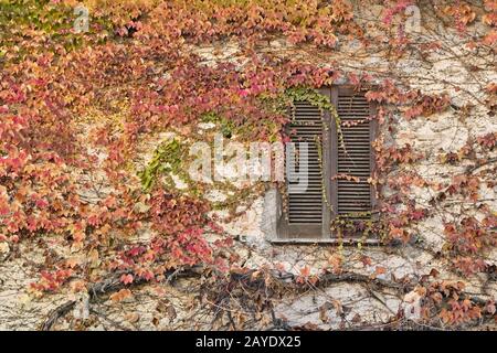 Herbstfarben des Efeus, der eine alte Wand bedeckt, Parthenokissus tricuspidata Stockfoto