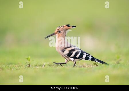 Schöne eurasische Hoopoe-Nahaufnahme Stockfoto