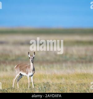 tibetische Gazelle auf Grasland Stockfoto