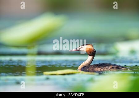 Schöne, cremefarbte Grebe Stockfoto