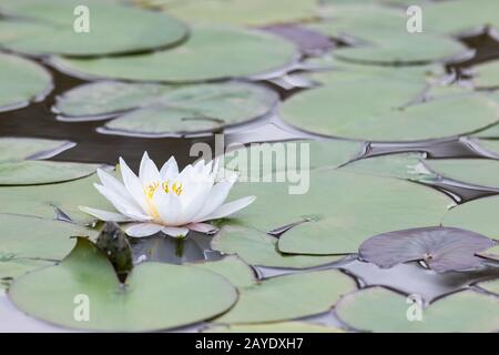 Weiße Seerosenblume Stockfoto