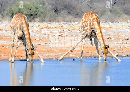 Zwei Giraffen auf dem Wasser, um zu trinken Stockfoto