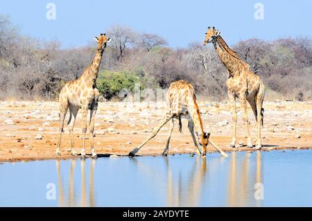 Giraffen am Wasserloch Stockfoto