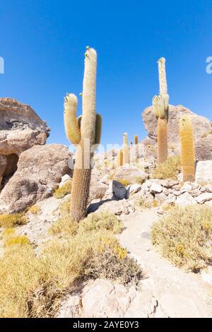 Bolivien Uyuni Kaktus der Insel Incahuasi Stockfoto