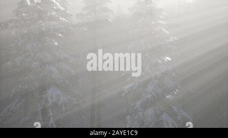 Misty Nebel im Kiefernwald auf Berghängen Stockfoto