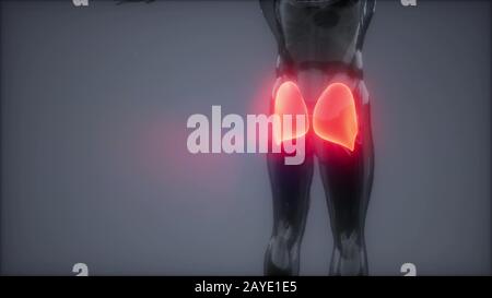 Gluteus maximus - Bein Muskeln Anatomie Animation Stockfoto