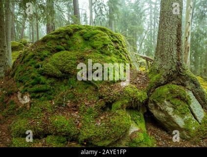 Ycke-Naturschutzgebiet in Schweden Stockfoto