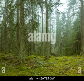 Ycke-Naturschutzgebiet in Schweden Stockfoto