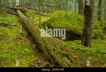 Ycke-Naturschutzgebiet in Schweden Stockfoto