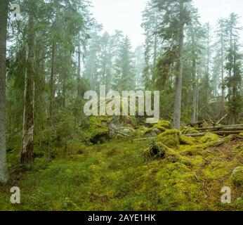 Ycke-Naturschutzgebiet in Schweden Stockfoto