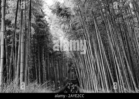 Dunkeldichter grüner immergrüner Bambuswald im Kyoto-Stadtpark Arashiyama mit vielen Touristen, die durch spazieren gehen. Stockfoto