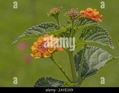 Spanische Flagge "Lantana Camara" Stockfoto