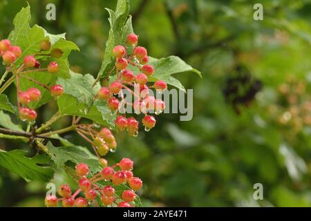 Viburnum lantana Stockfoto