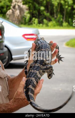 In der Hand ist ein Baby-Alligator Stockfoto