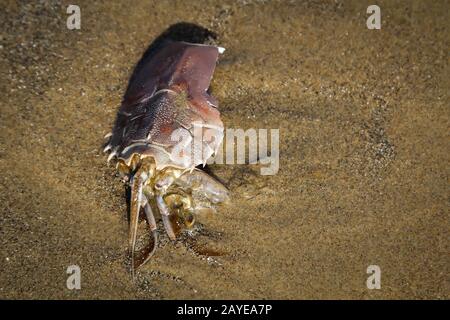 Details, Überreste einer Kruste, Krabbe, die Schale einer Kruste Stockfoto