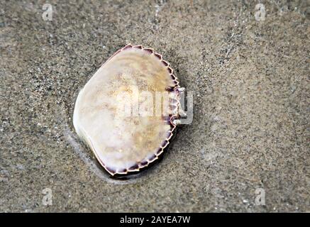 Details, Überreste einer Kruste, Krabbe, die Schale einer Kruste Stockfoto