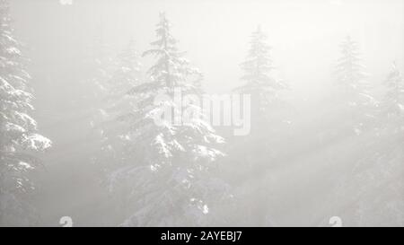 Misty Nebel im Kiefernwald auf Berghängen Stockfoto