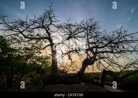 Baobab Baum, Insel Kathior, Missirah, Sine Saloum Delta, Senegal, Westafrika Baobab Tree, Kathior Island, Missirah, Sine Saloum Delta, Senegal, Stockfoto