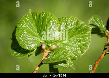 Junge zarte Triebe mit saftigen Lindbaum-Blättern Stockfoto