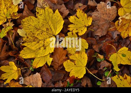 Sycamore Ahorn, gelbe Blätter Stockfoto