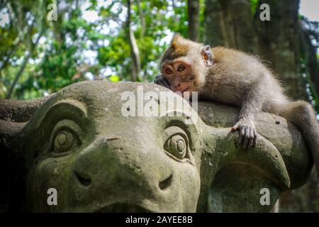 Affe auf einer Kuhstatue im Affenwald, Ubud, Bali, Indonesien Stockfoto