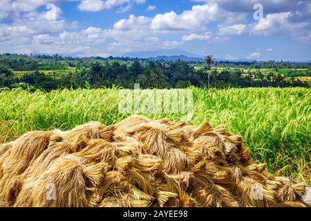 Reisernte trocknet, Jatiluwih, Bali, Indonesien Stockfoto