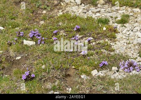 Gentianella germanica Stockfoto