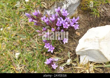 Gentianella germanica Stockfoto