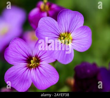 Eine sehr schöne lila Blume aus der Nähe Stockfoto