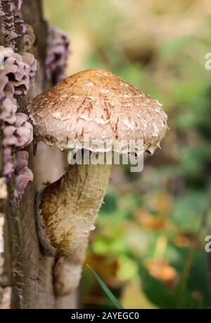 Pilze, Pilze bevölkern den Wald und füllen ihn mit Leben Stockfoto