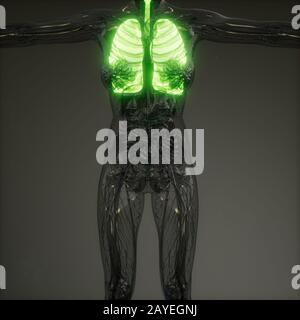 Die menschliche Lunge Radiologie Prüfung Stockfoto