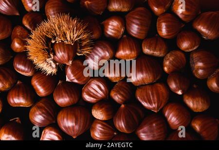 Reife Kastanien hautnah. Raw Kastanien für Weihnachten. Frische Kastanien. Essen Hintergrund Stockfoto