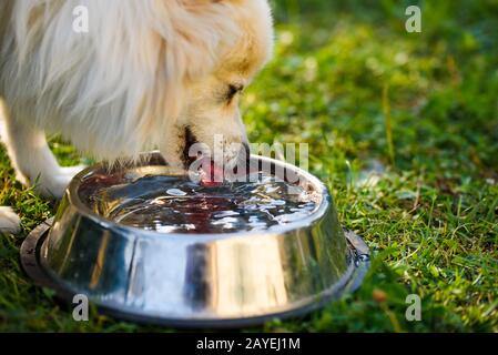 Pomeranian spitz klein Trinken aus der Schüssel. Outdoor Portrait. Flache Fokus Hintergrund Stockfoto