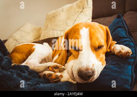 Adorable Beagle Hund schlafen auf der Couch. Hunde- Hintergrund. Faul Regentag auf der Couch Stockfoto