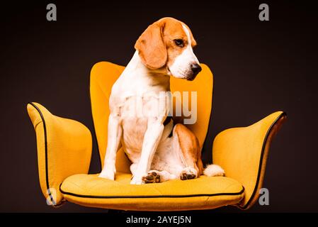 Ein beagle Hund sitzt auf einem gelben Stuhl vor einem schwarzen Hintergrund. Süßer Hund auf den Möbeln. Stockfoto