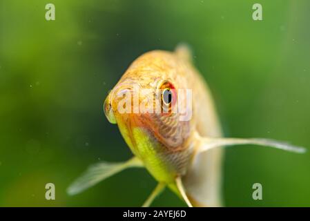 Aquarium Fisch Goldener gurami Trichogaster trichopterus Gold Stockfoto