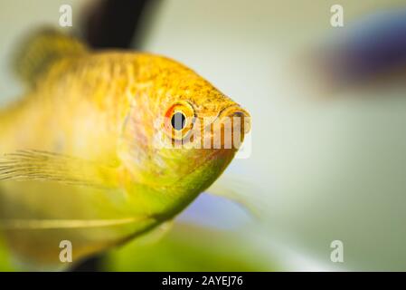 Aquarium Fisch Goldener gurami Trichogaster trichopterus Gold Stockfoto