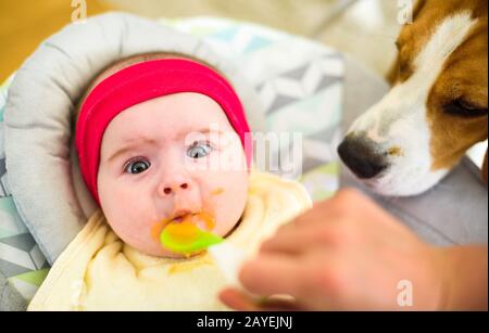 Mutter Fütterung hungrigen fünf Monate alten lustig Baby mit fester Nahrung. Beagle Hund neugierig beobachten. Stockfoto