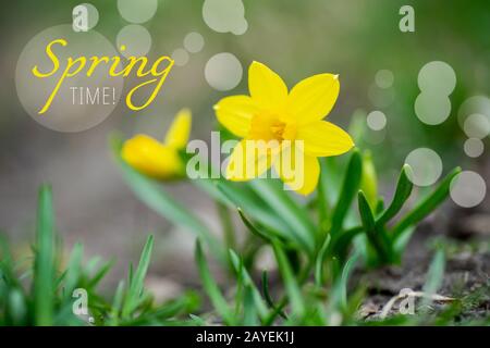 Frühlings-Zeit Für Text. Gelbe Blumen von Narzissen, Narzissen und jonquil im Garten vor dem Hintergrund von grünem Gras Stockfoto