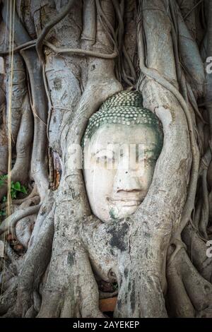 Buddha-Kopf in Baumwurzeln, Wat Mahathat, Ayutthaya, Thailand Stockfoto