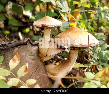 Pilze, Pilze bevölkern den Wald und füllen ihn mit Leben Stockfoto