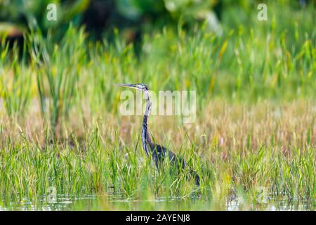 heron Ardea humbloti, madagassische Tierwelt Stockfoto