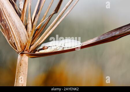 Kleiner maskierter Frosch auf Schilf, Maroantsetra, madagassische Tierwelt Stockfoto