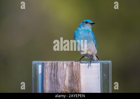 Ein Berg Bluebird in Devils Tower National Monument, Wyoming Stockfoto