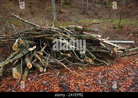 Holzpfähle im Wald zum Abplatzen in Holzspäne Stockfoto