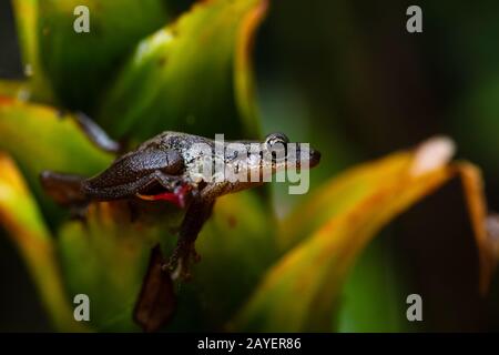 Baumfrosch - Scinax quinquefasciatus, schöner kleiner Frosch aus Andenwäldern, Wild Sumaco Lodge, Ecuador. Stockfoto