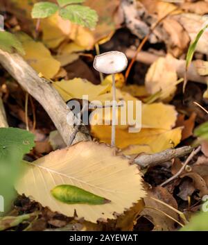 Pilze, Pilze bevölkern den Wald und füllen ihn mit Leben Stockfoto