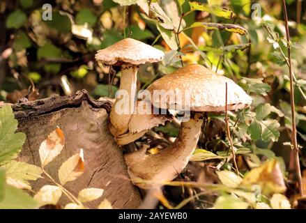 Pilze, Pilze bevölkern den Wald und füllen ihn mit Leben Stockfoto