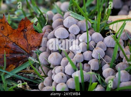 Pilze, Pilze bevölkern den Wald und füllen ihn mit Leben Stockfoto